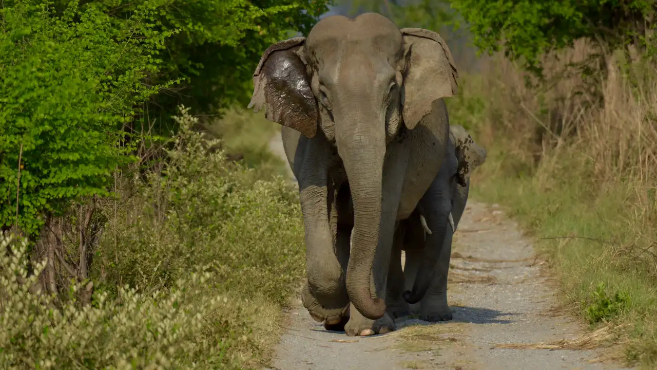 Indian_elephant_at_jim_corbett_national_park