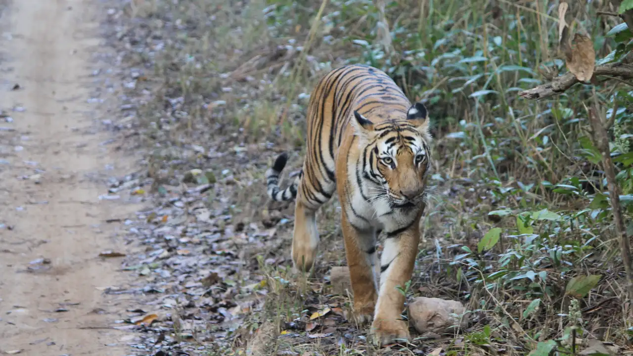 Discover Top Activities in Jim Corbett National Park