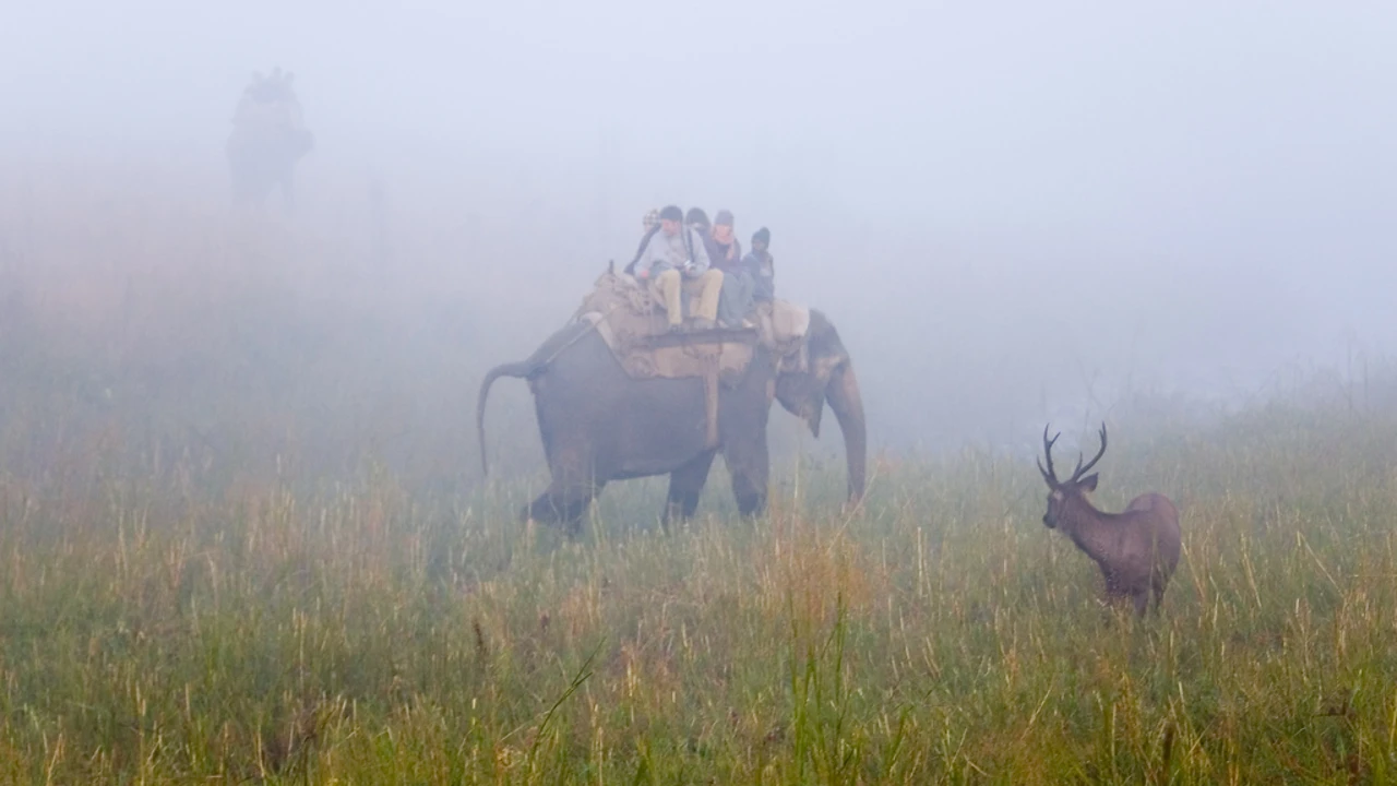 Which Is Better Ranthambore or Jim Corbett?