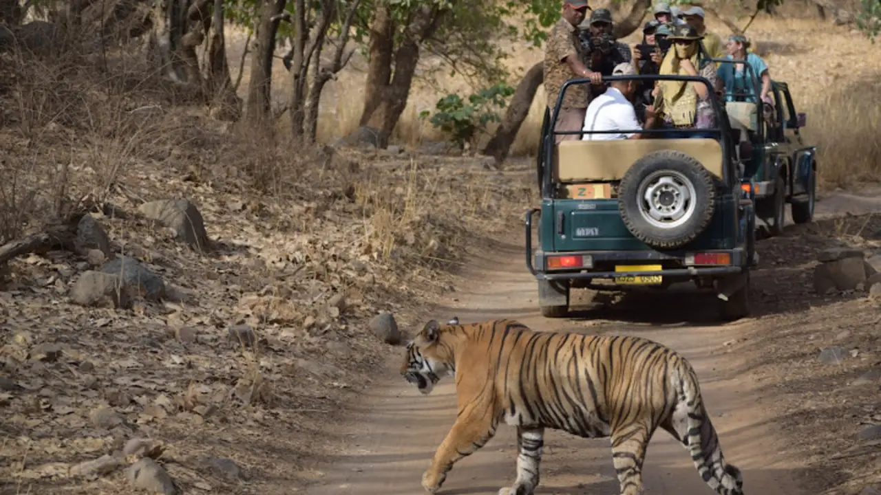 How to Book Safari for Ranthambore