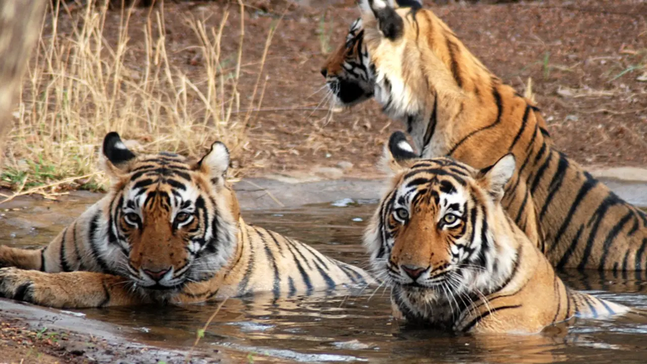 Things To Do in Ranthambore National Park