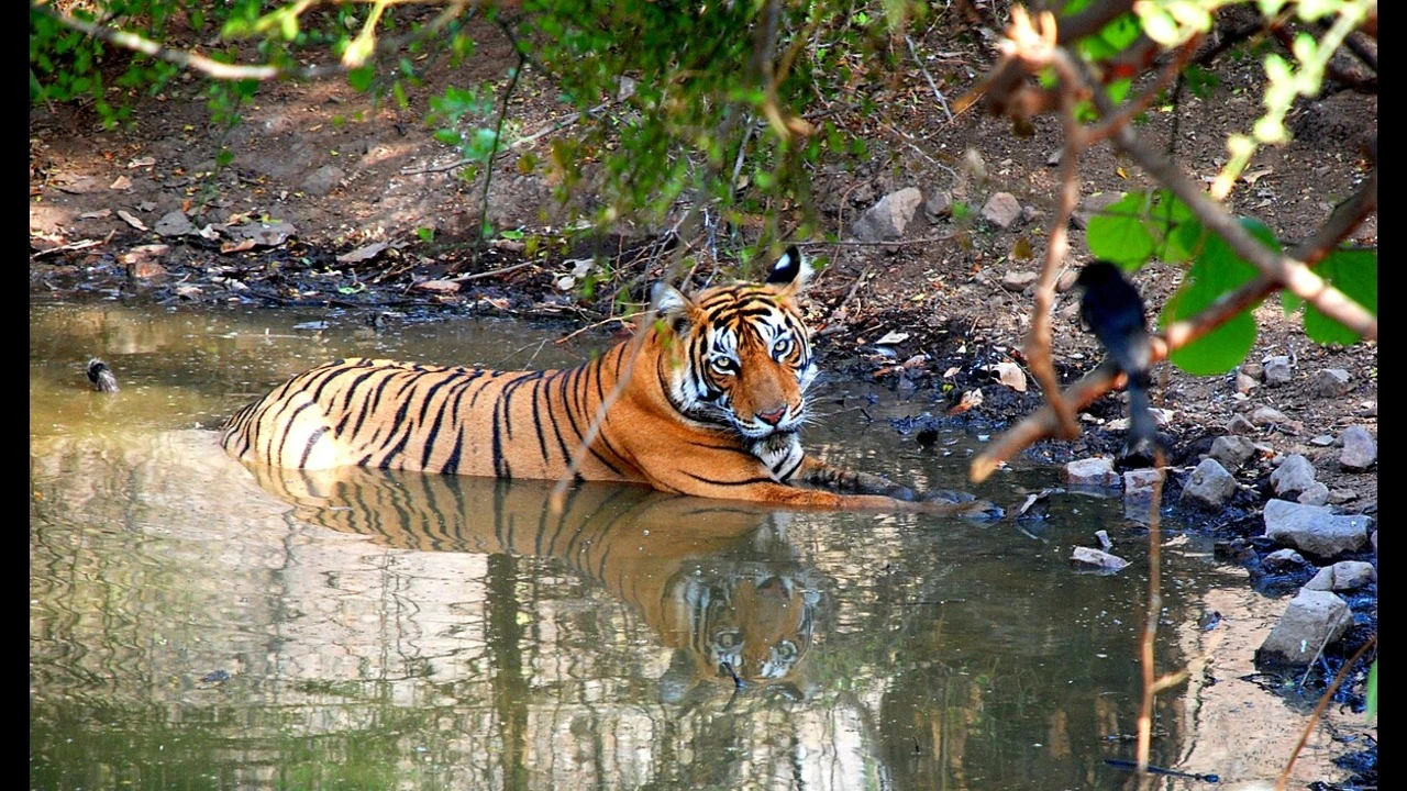 How to Reach Ranthambore National Park from Delhi