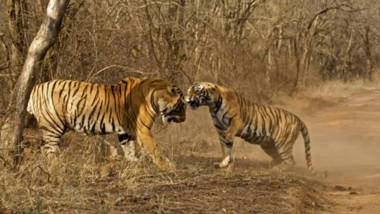 How to Reach Ranthambore from Mumbai