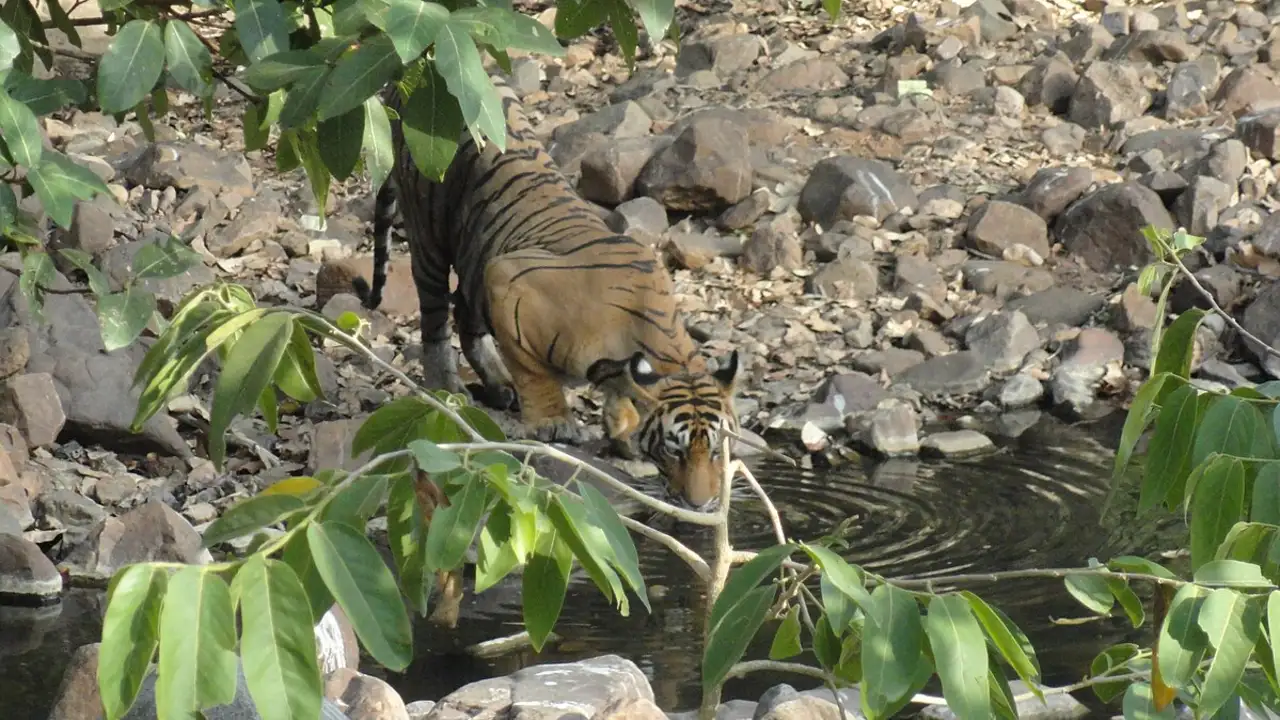 Ranthambore Jungle Safari Charges