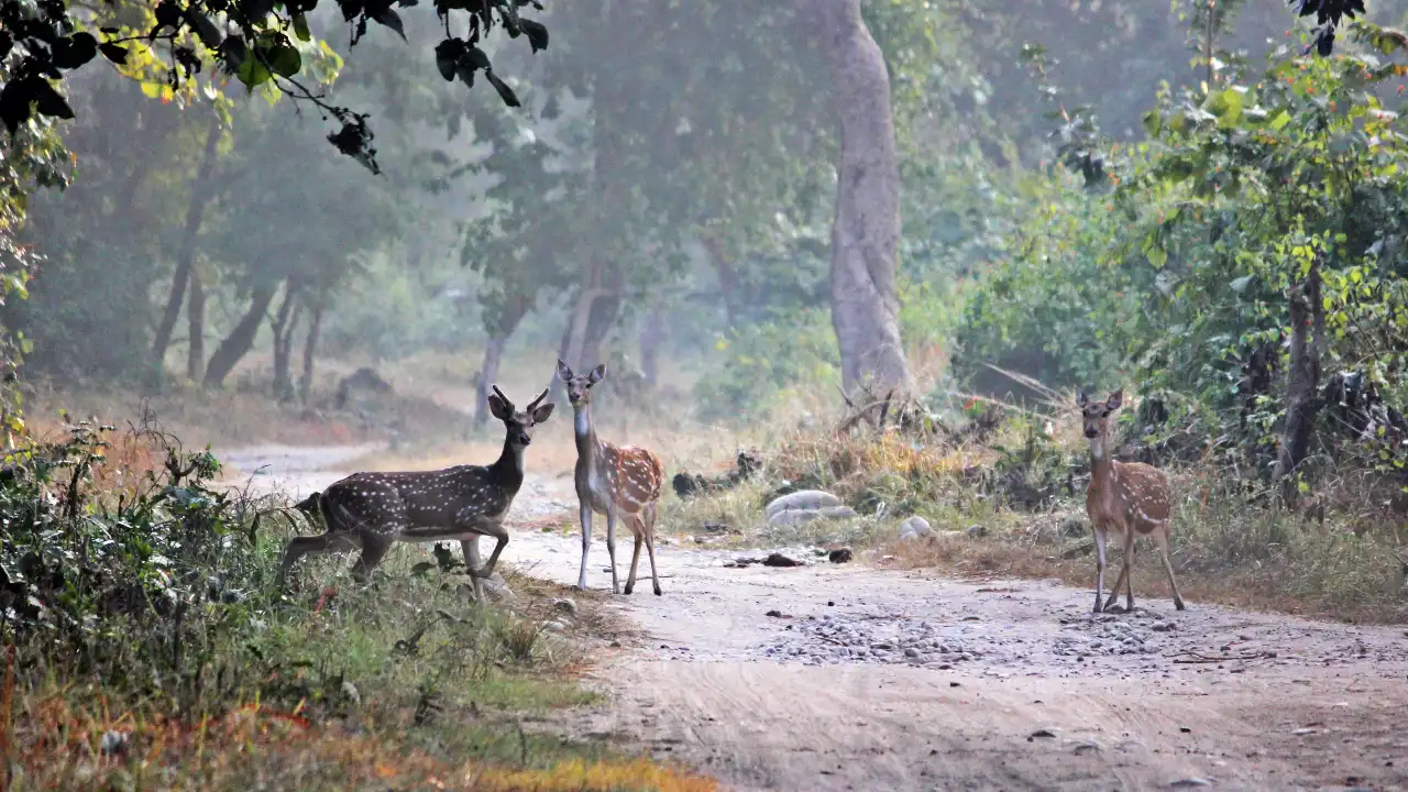 Jim Corbett itinerary 2 days
